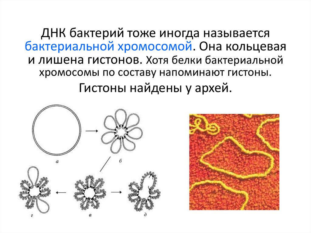 Обнаружены клетки трансформации