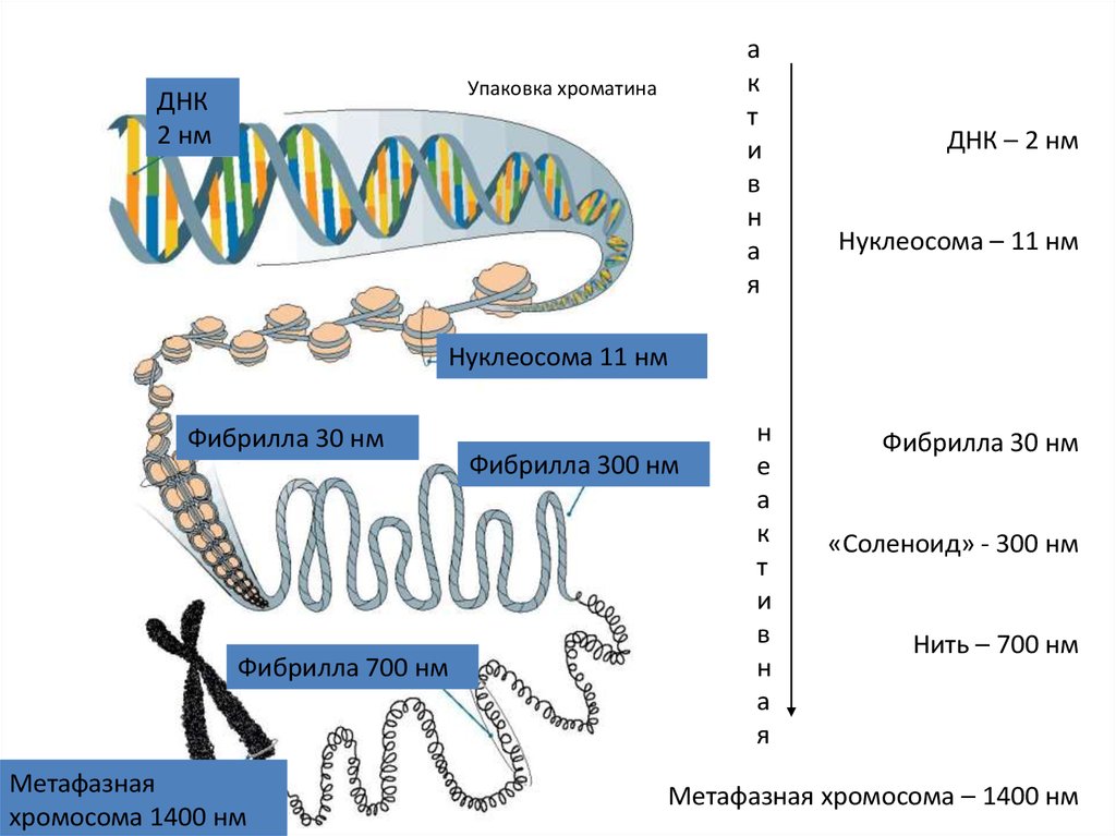 Длина днк нм. Уровни упаковки хроматина, нуклеосомы. Уровни упаковки хроматина, строение нуклеосом.. Уровни упаковки ДНК В хроматине. Уровни упаковки ДНК В хромосоме эукариот.