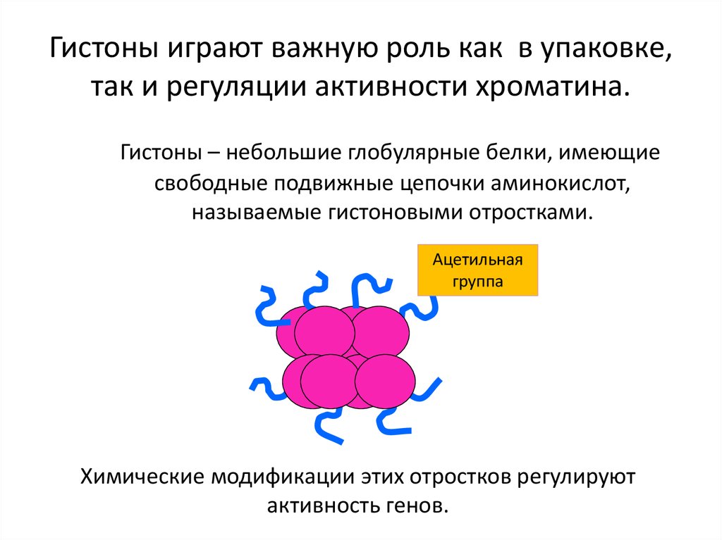 Гистон какой белок