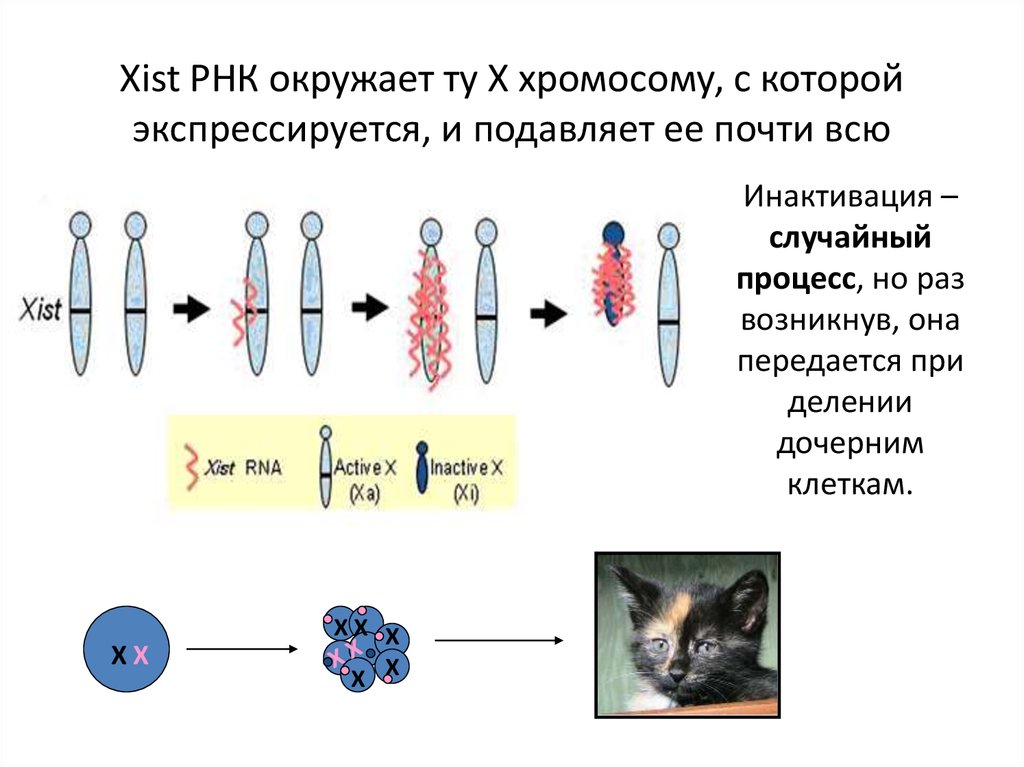 Хромосомы кошки