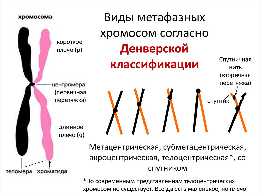 Изменение окраски хромосом. Акроцентрические хромосомы строение. Метацентрические субметацентрические акроцентрические хромосомы. Типы метафазных хромосом. Палочковидные хромосомы.