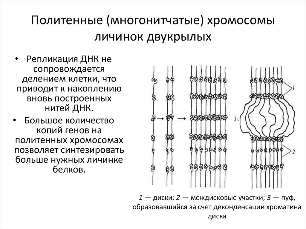 Увеличение набора хромосом в клетках