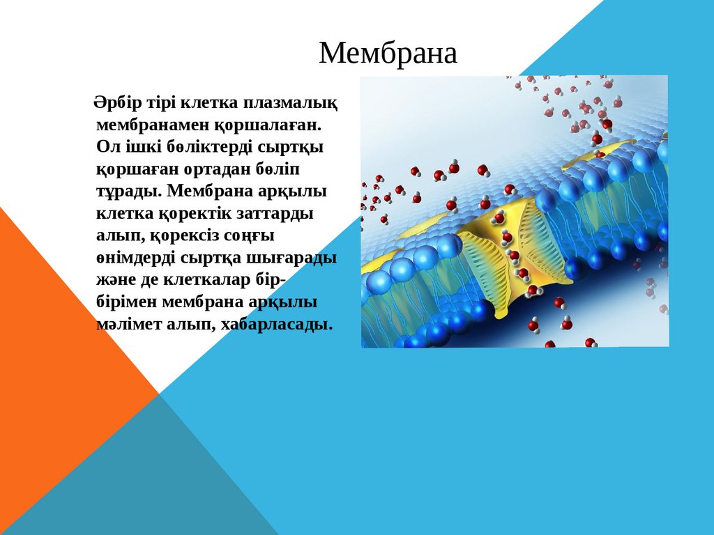 Плазмалық монитор дегеніміз не