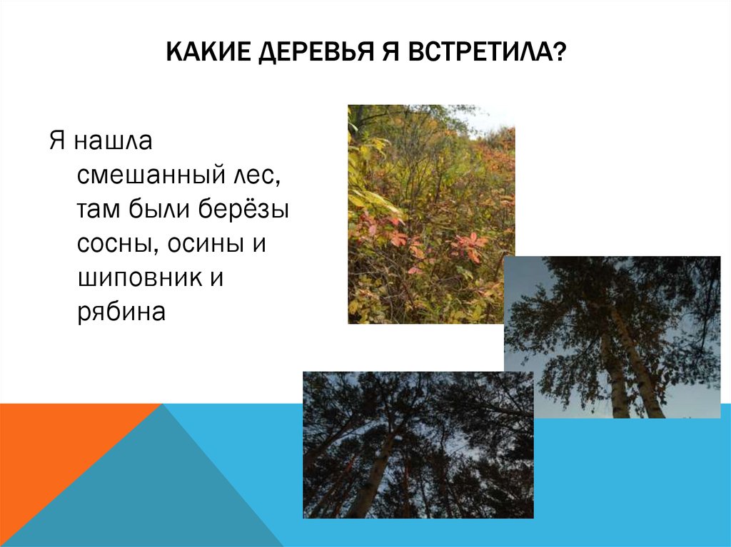 Какие отношения складываются между сосной и шиповником. Какие деревья в смешанных лесах. Отношения между сосной и шиповником в природе. Отношения между осиной и берёзой. Отношение сосны и шиповника.