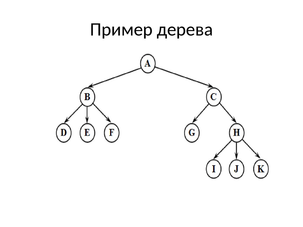 Деревья 8 класс презентация вероятность. Примеры деревьев. Пример модели дерева. Построение дерева. Дерево вероятностей.