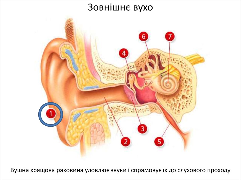 Отдела слуховой сенсорной