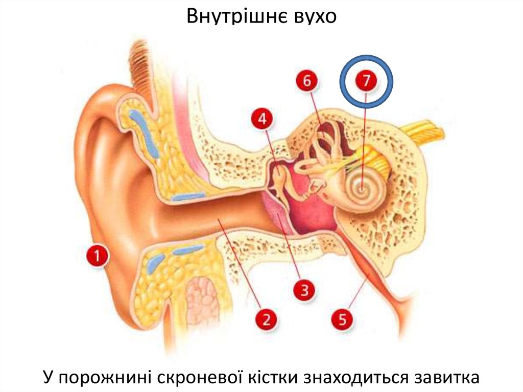 Заложило ухо народные. Слуховая евстахиева труба. Сообщение на тему заболевание ушей. Сообщение о заболеваниях ушей человека.