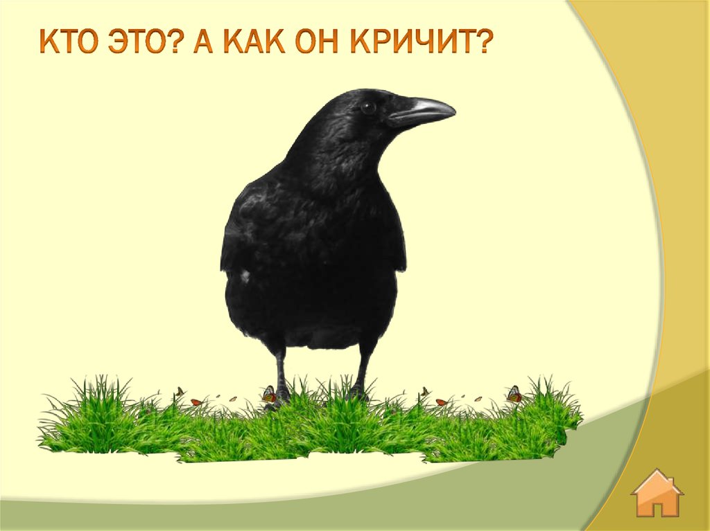 Кто как кричит. Картинка кто как кричит. Кто как кричит сорока. Презентация кто как кричит.