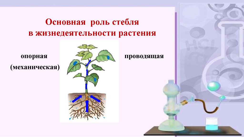 В чем заключается размножение в жизни растения. Стебель в жизни растений. Опорные системы растений. Роль стебля в жизни растения. Роль стебля в жизни растения состоит в.