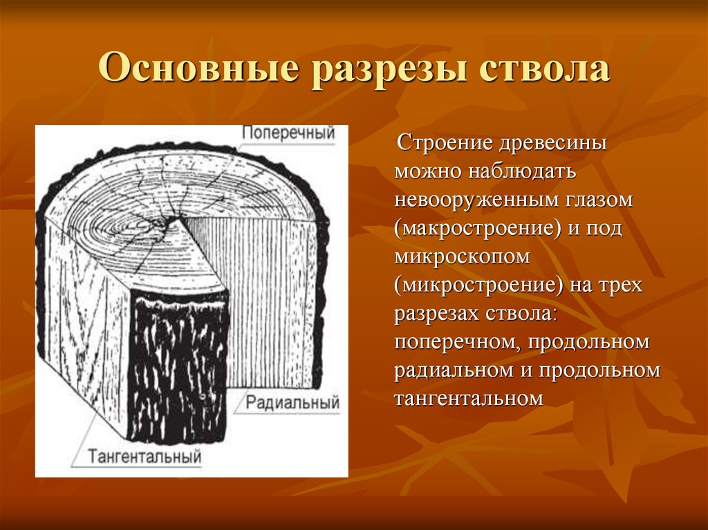 Естественный рисунок древесины на поверхности разреза называется