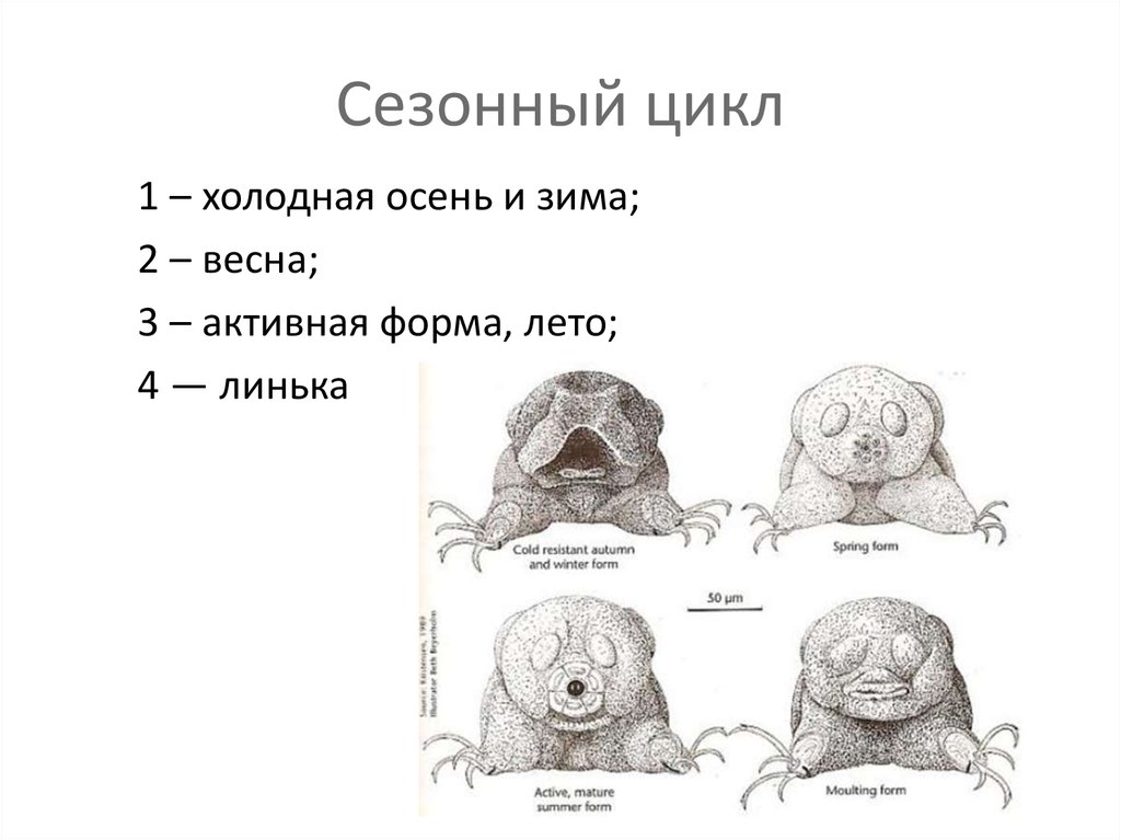 1 это холодно. Сезонные циклы. Сезонные циклы животных. Сезонная цикличность. Цикличность Сезонность.