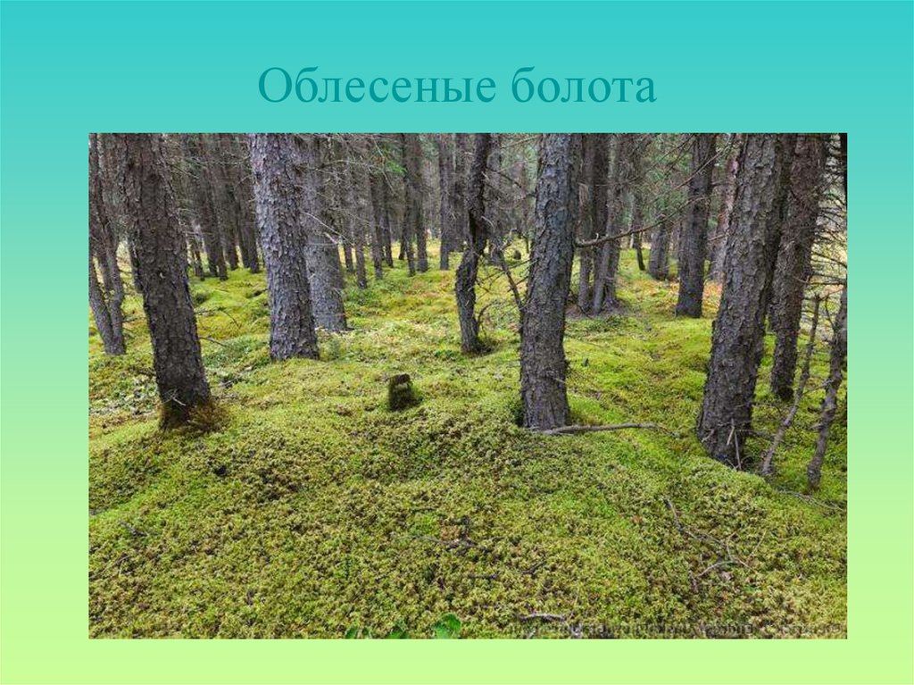 Болото уровень. Сфагновое болото уровень. Сфагновое болото уровень организации живой. Болото уровень организации. Сфагновые болота водно-болотные угодья.