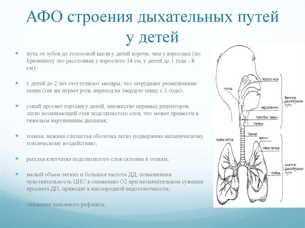 Анатомо физиологические особенности дыхательной системы у детей презентация