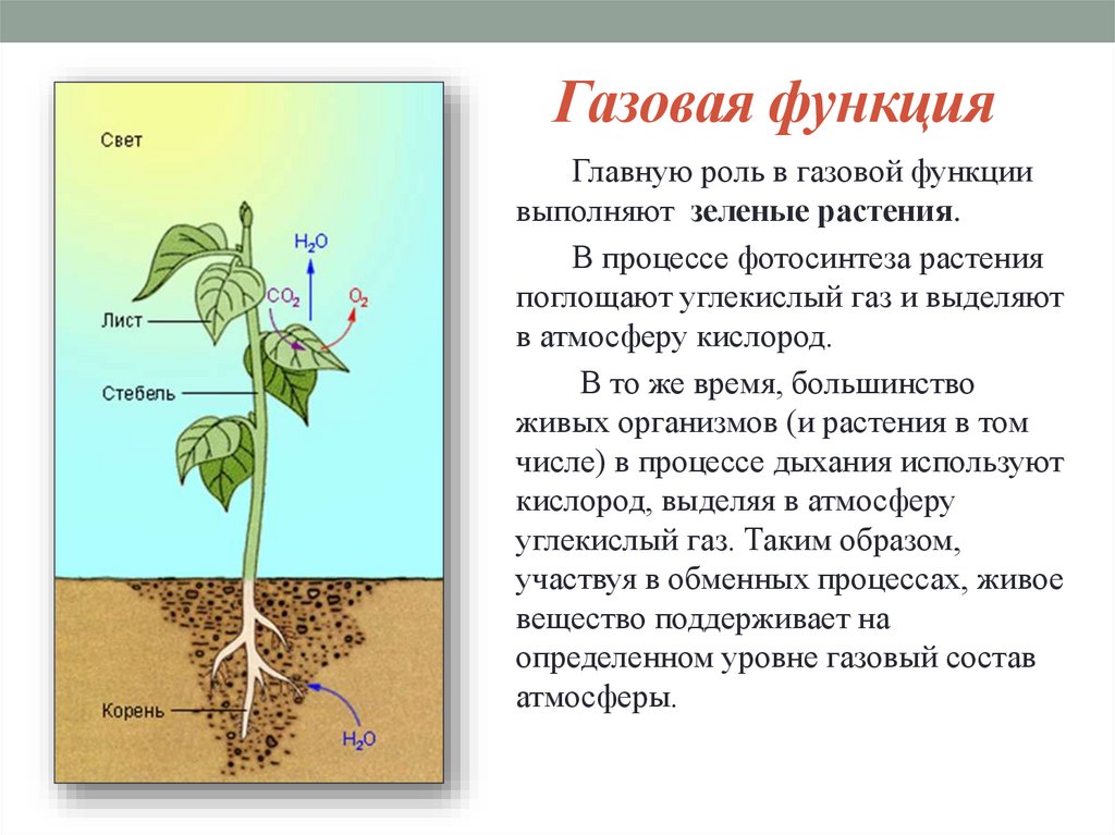 Газовая функция. Газовая функция живого вещества. Газовая функция живого вещества в биосфере состоит в. Газовая функция живого вещества в биосфере. Газовая функция живых организмов.