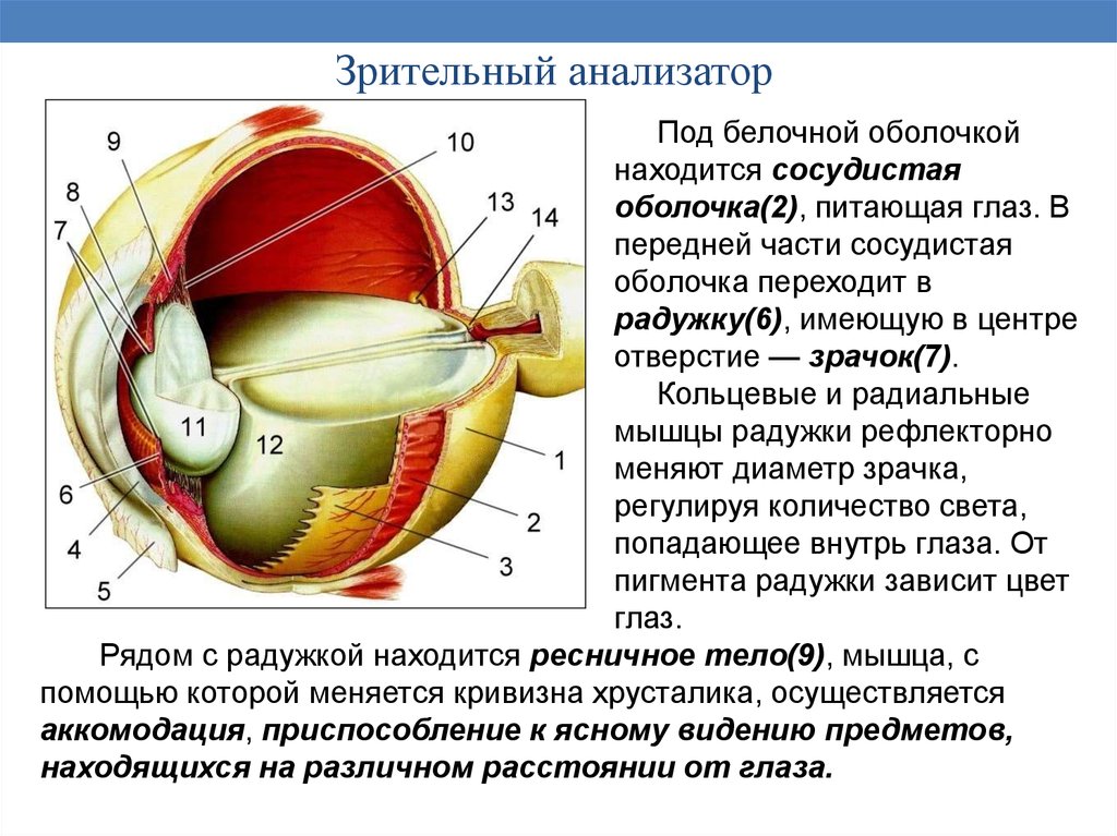 Сетчатка белочная оболочка сосудистая оболочка. Зрительный анализатор белочная оболочка. Оболочки глазного яблока белочная сосудистая. В передней части глаза сосудистая оболочка переходит в. Под белочной оболочкой глаза расположена.