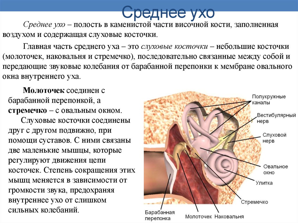 Полость внутреннего уха заполнена воздухом. Функции полости среднего уха человека. Строение полости среднего уха. Полость среднего уха строение и функции. К структурам среднего уха относят.