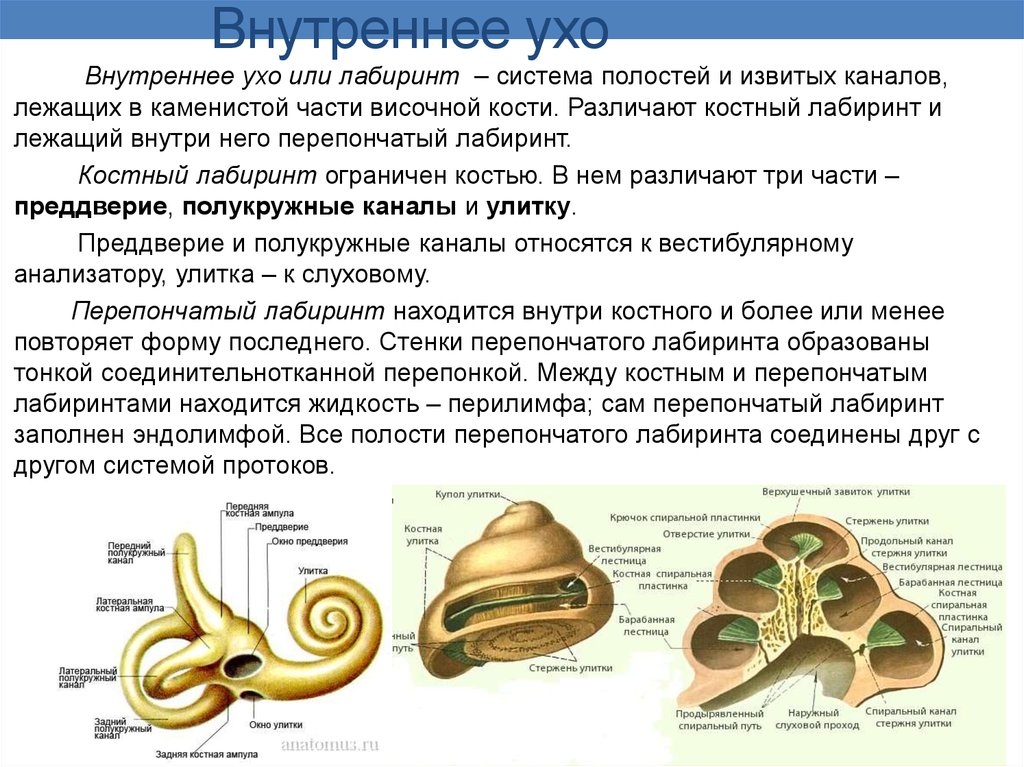 Улитка относится к органу. Костный Лабиринт внутреннего уха (улитка). Внутреннее ухо улитка функции. Внутреннее строение улитки внутреннего уха. Внутреннее ухо костный Лабиринт.