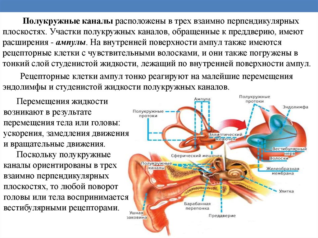 Три полукружных канала в ухе. Полукружные каналы строение и функции. Полукружные каналы внутреннего уха ампулы. Строение полукружных канальцев. Полукружные каналы внутреннего уха функции.
