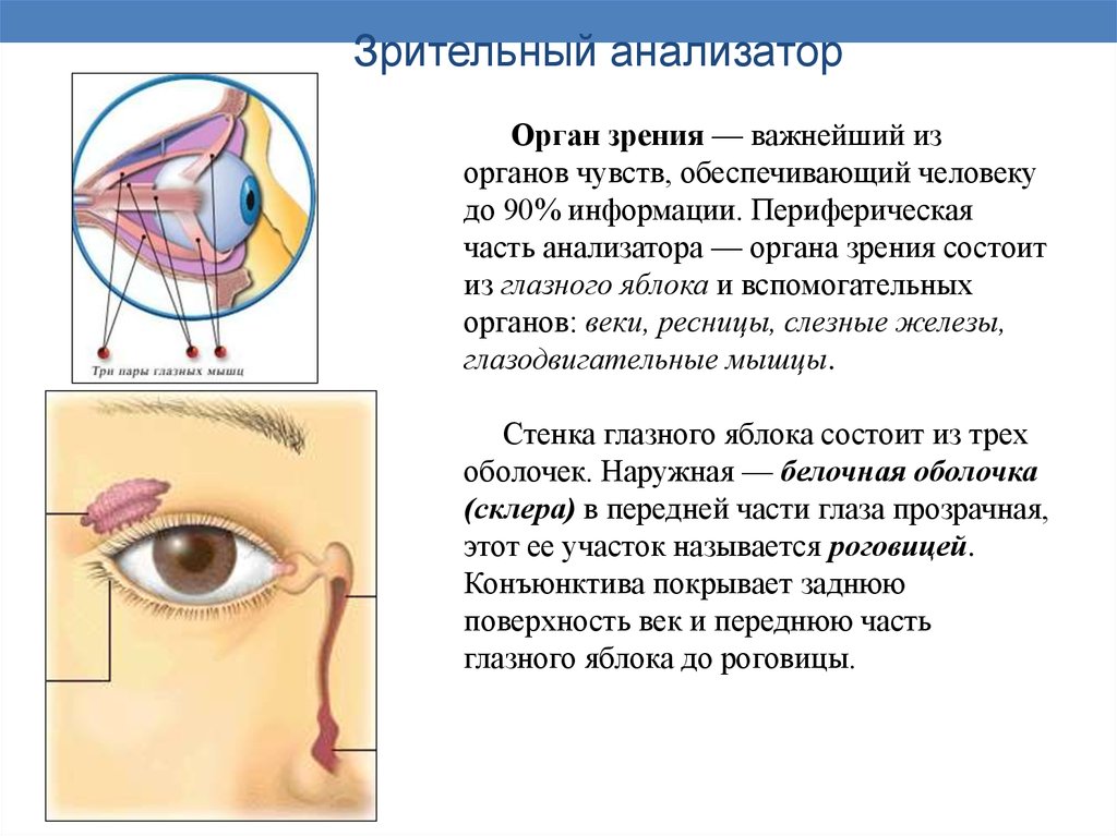 Зрительный анализатор включает в себя. Анализатор 3 части анализатора. Периферическая часть зрения анализатора. 3. Зрительный анализатор.. Зрительная сенсорная система (органы зрения).