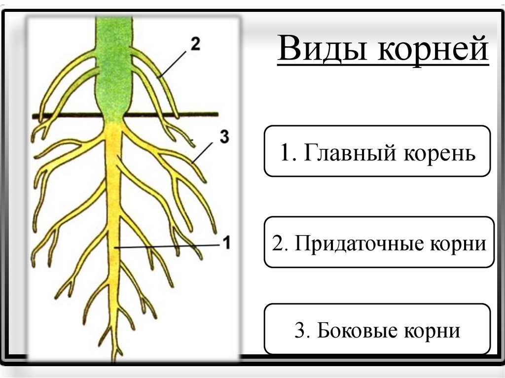 У каких растений есть корень