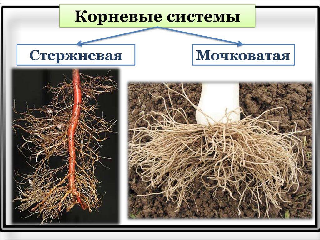 Какие существуют корни. Стержневая и мочковатая корневая система. Корневые и мочковатые корни растений. Стержневой и мочковатый корень. Типы корневых систем стержневая и мочковатая.