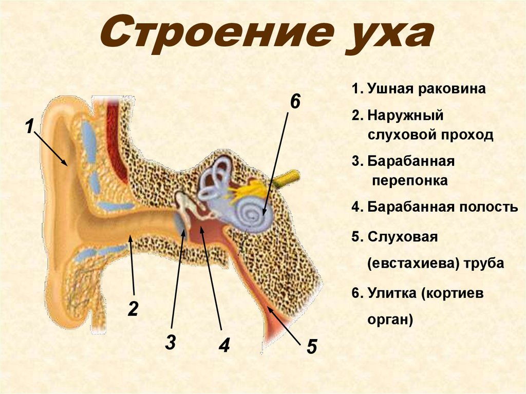 Среднее и внутреннее ухо расположены в. Схема внутреннего уха ушной раковины. Схема строения наружного среднего и внутреннего уха. Строение среднего уха человека схема. Строение среднего уха схема.