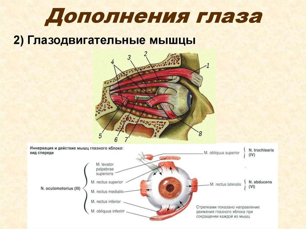 Глазодвигательный нерв мышцы. Глазодвигательный аппарат глаза иннервация. Мышцы глазного яблока анатомия иннервация функции. Анатомия глазодвигательных мышц глаза. Глазодвигательные мышцы глаза иннервация.