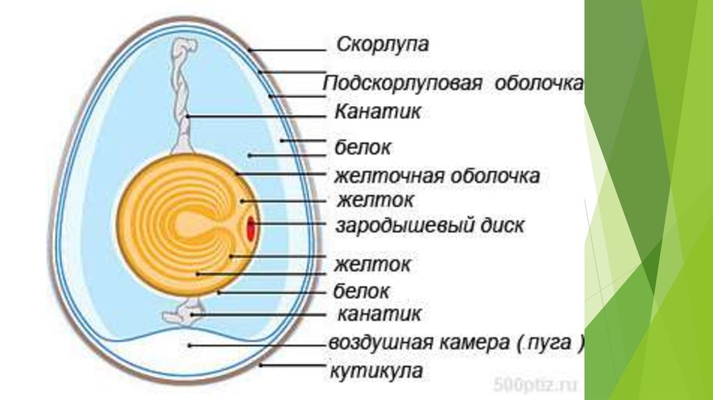 Основная функция яйца. Схема строения яйца птицы. Яйцо строение биология. Внутреннее строение яйца птицы. Строение яйцеклетки куриного яйца.