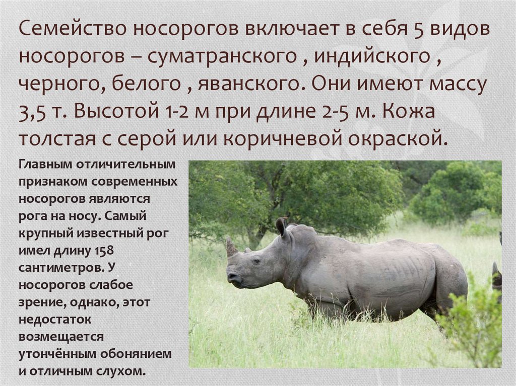 Носорог это какое животное. Непарнокопытные носороги яванский. Суматранский носорог красная книга. Международная красная книга суматранский носорог. Рассказ о белом носороге.