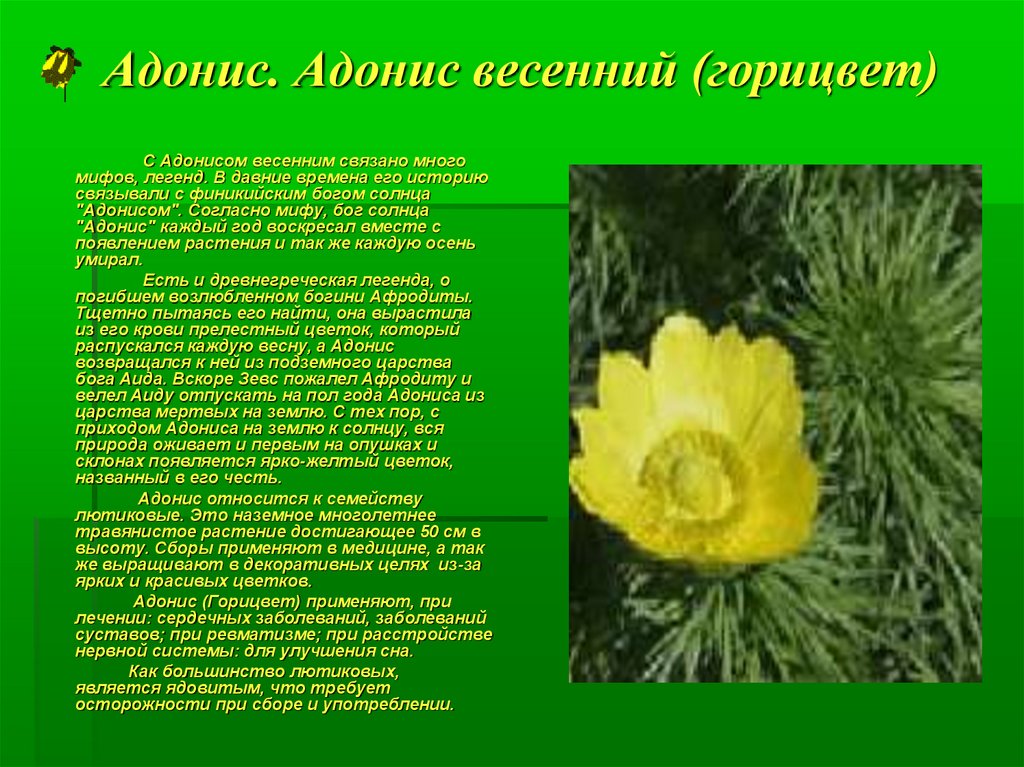 Адонис цветок фото и описание полезные свойства и противопоказания
