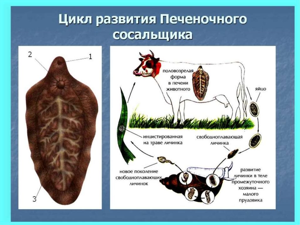 Опишите жизненный цикл печеночного сосальщика по рисунку