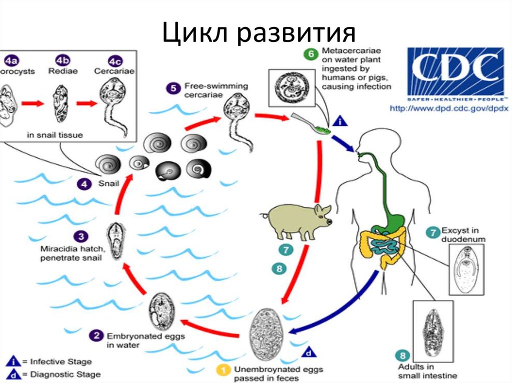 Стадия жизненного цикла червя. Жизненный цикл гельминтов схема. Жизненный цикл гельминтов в организме человека. Циклы развития гельминтов схема. Стадии развития гельминтов схема.