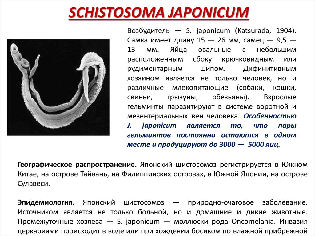 Schistosoma japonicum. Японская шистосома локализация. Японская шистосома морфология. Шистосома японская характеристика.