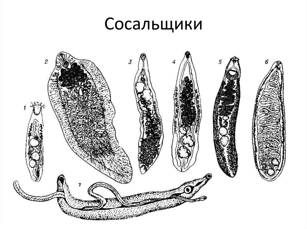 Кольчатые черви сосальщики. Черви-сосальщики – трематоды.. Дигенетические трематоды. Трематоды паразитирующие у человека.