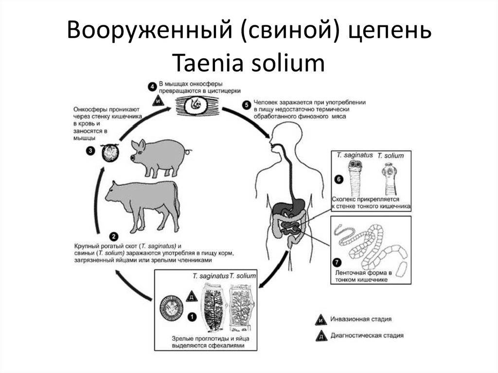 Онкосфера в кишечнике. Жизненный цикл свиного цепня схема. Свиной цепень жизненный цикл Taenia solium. Цикл свиной цепень схема. Цикл развития свиного цепня схема.