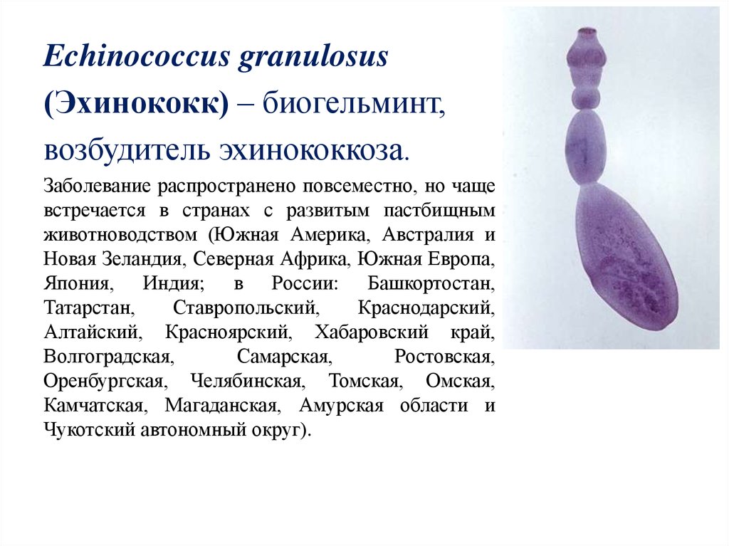 Признаки характерные для эхинококка в живом организме. Эхинококкоз гранулосус. Эхинококкоз биогельминт. Эхинококк возбудитель.