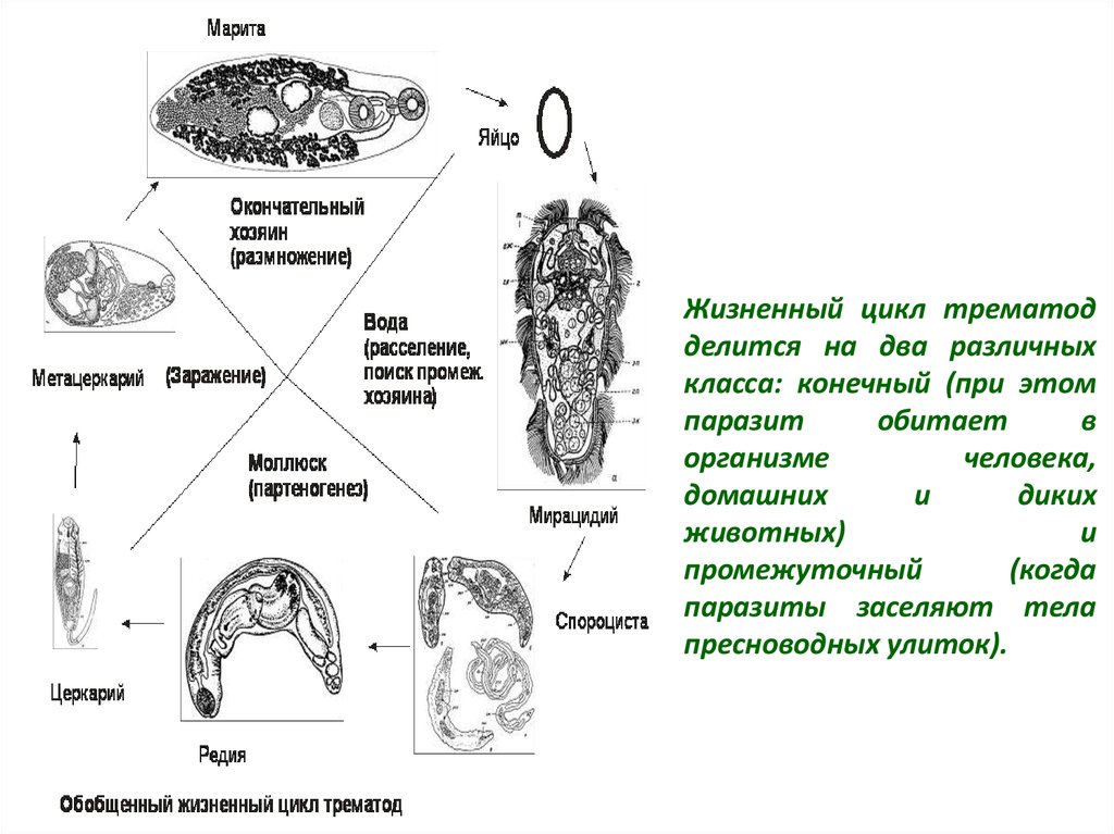 Дополнить схему классификации гельминтов