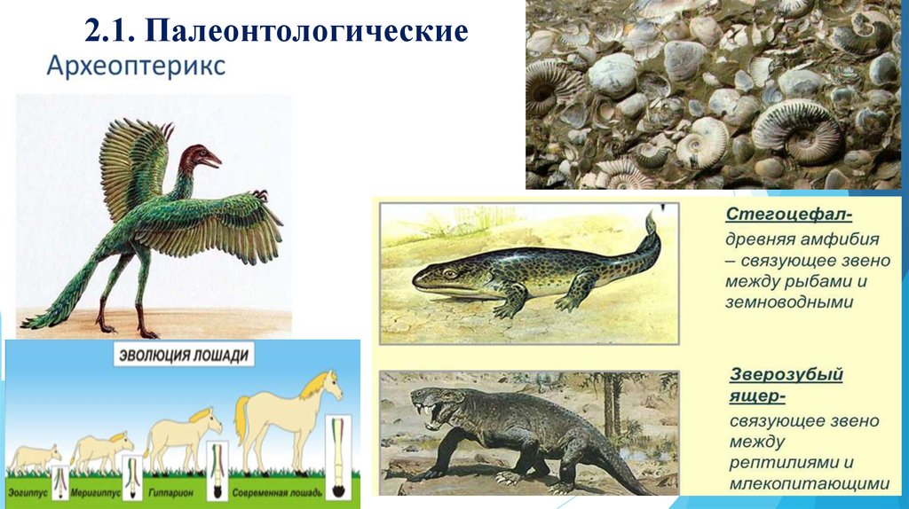 Значение палеонтологии. Палеонтологические формы. Переходные формы эволюции. Палеонтологические доказательства эволюции. Палеонтологические эры.