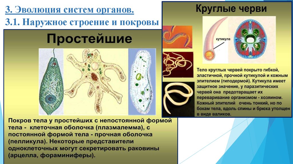 Эволюция круглых червей