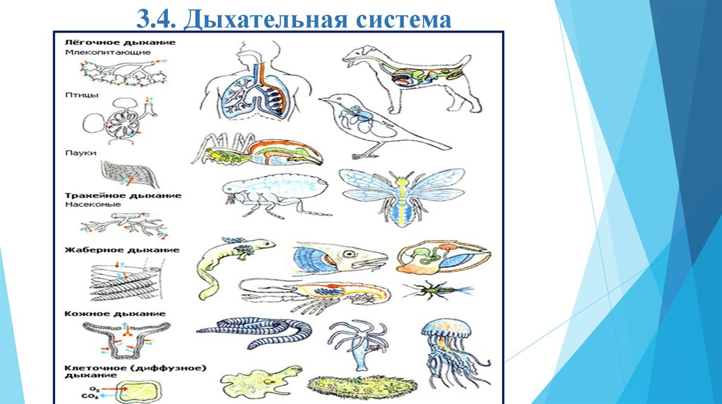 Презентация эволюция дыхательной системы животных 7 класс