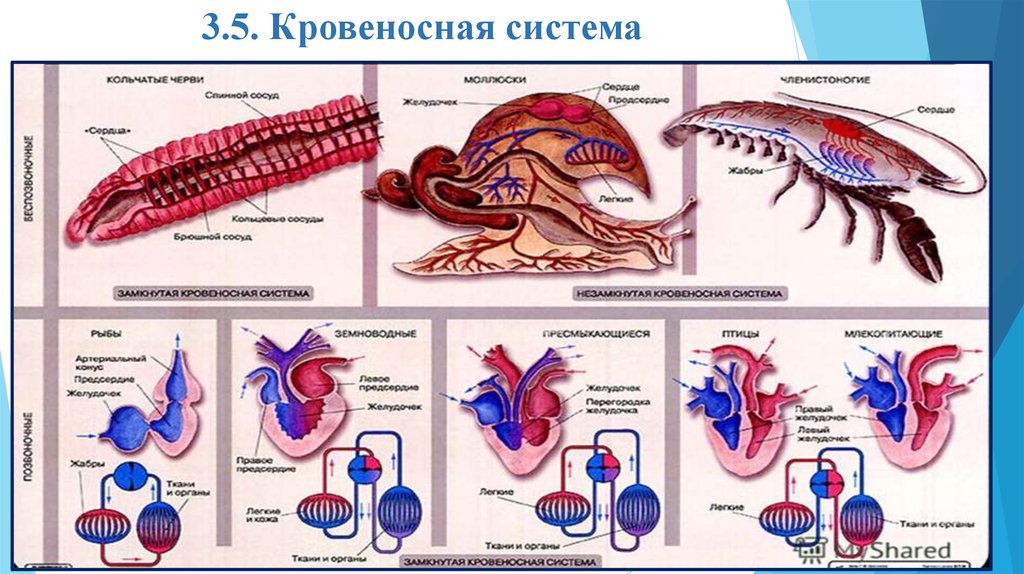 Рассмотрите комплект рисунков кровеносной системы позвоночных животных назовите