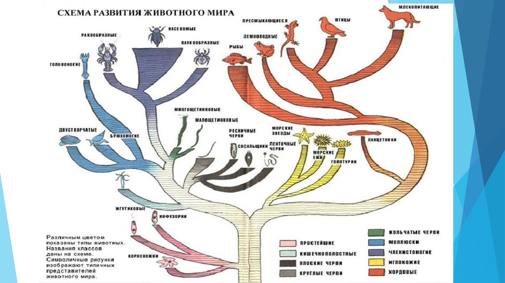 Схема эволюции животного мира