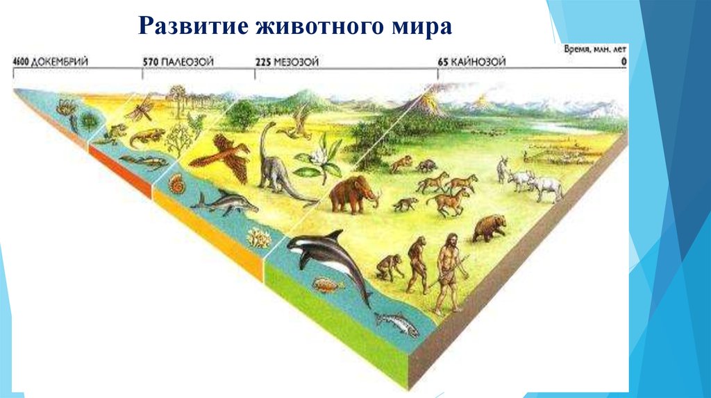 Проект эволюция животных