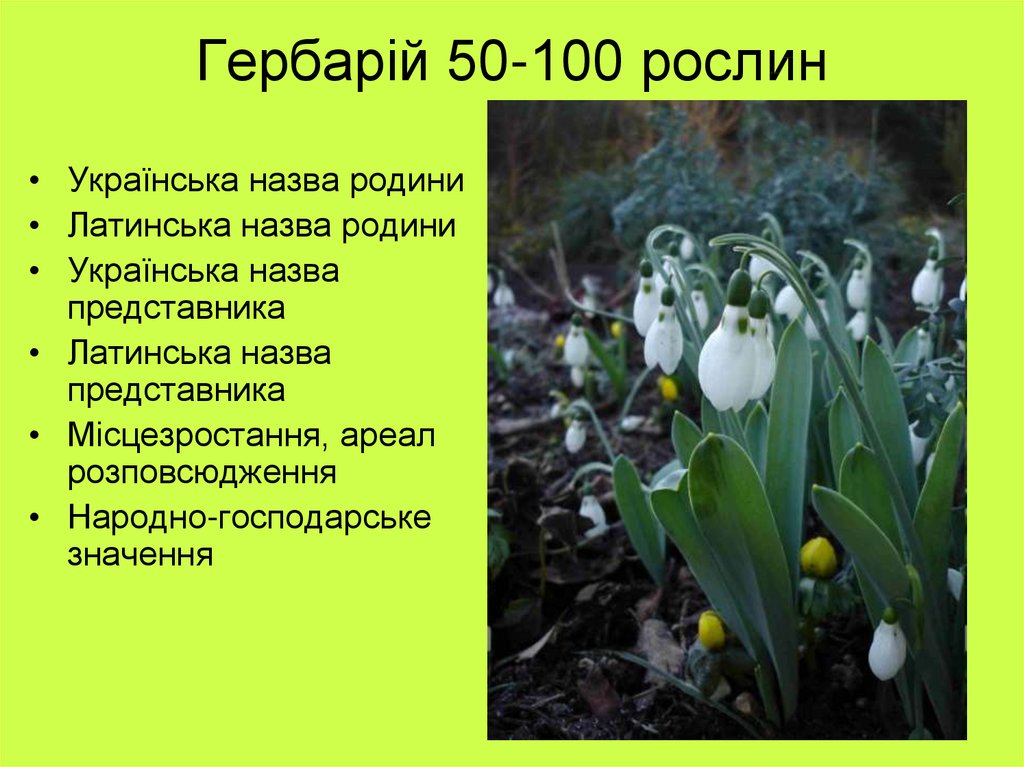 Гербарій 50-100 рослин