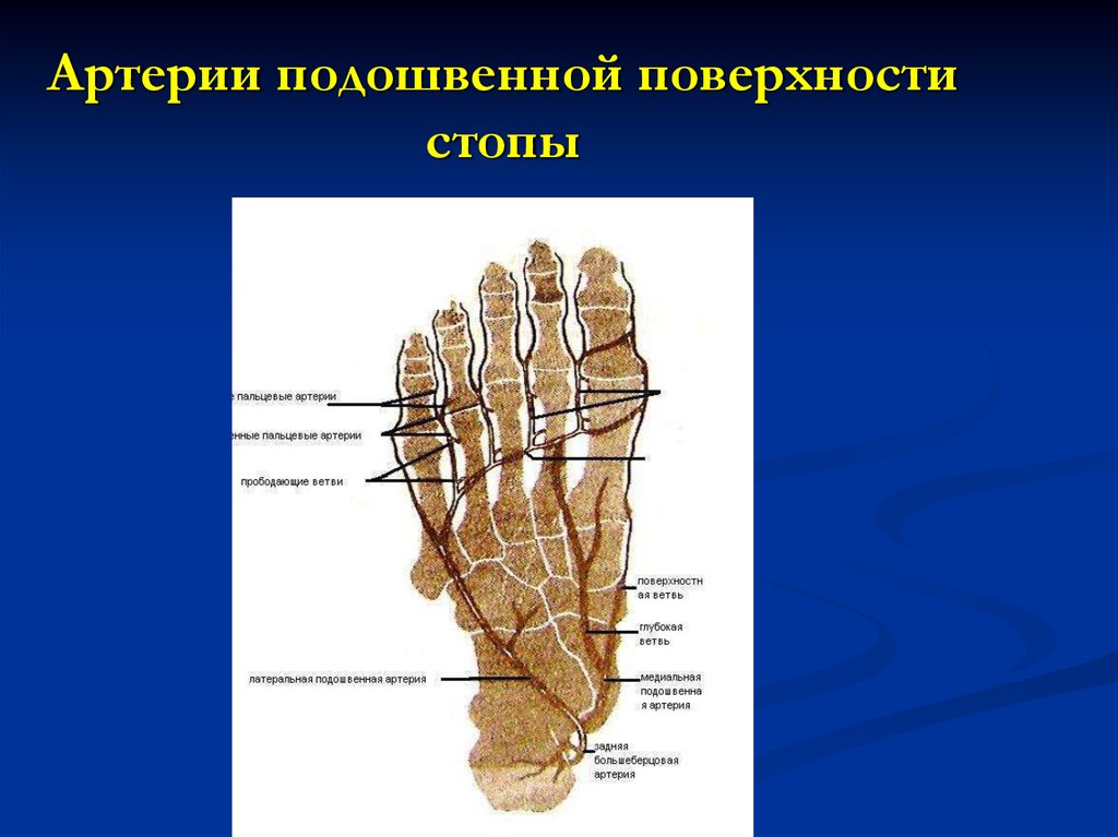 Основные артерии стопы. Подошвенная поверхность стопы. Артерии тыльной и подошвенной поверхностей стопы. Пальцевые артерии стопы.