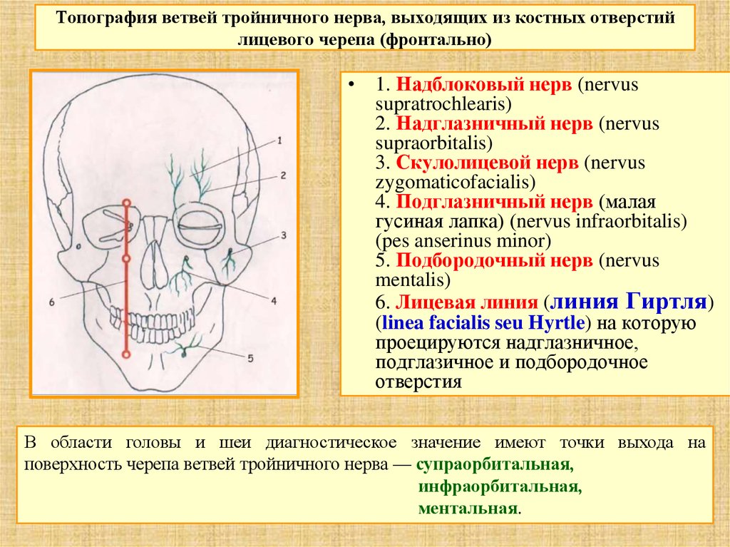 Нервы лицевого черепа. Топография ветвей тройничного нерва. Точки выхода лицевого нерва из черепа. Тройничный нерв проекция на черепе. Топография ЧМН.