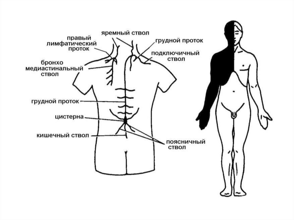 Схема грудного и правого лимфатического протока