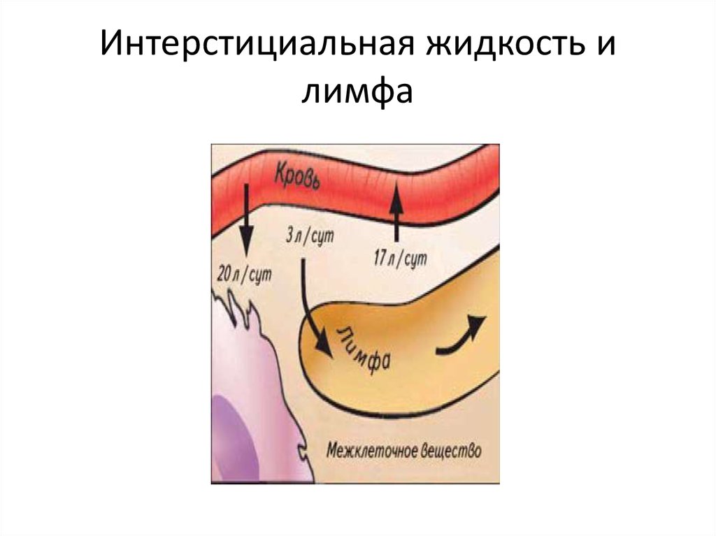 Лимфатическая жидкость