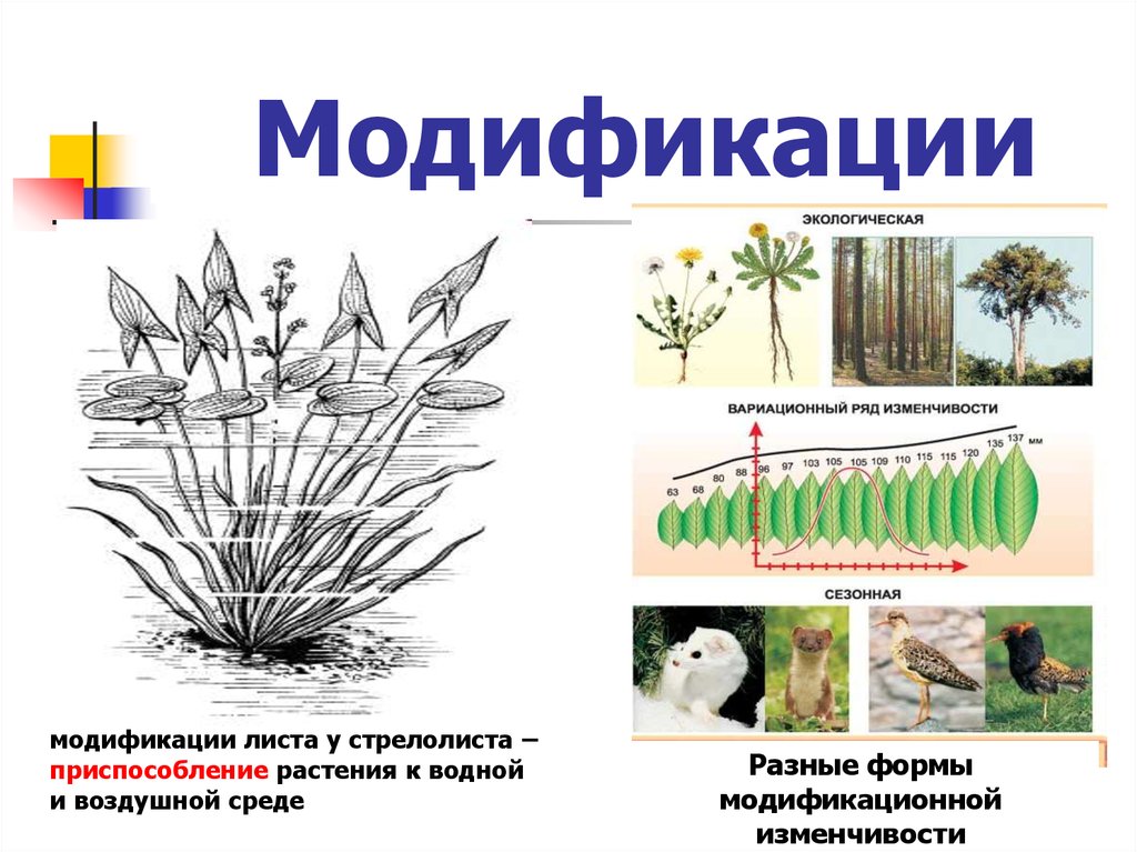 На рисунке изображен стрелолист с листьями разных форм какая форма изменчивости характерна