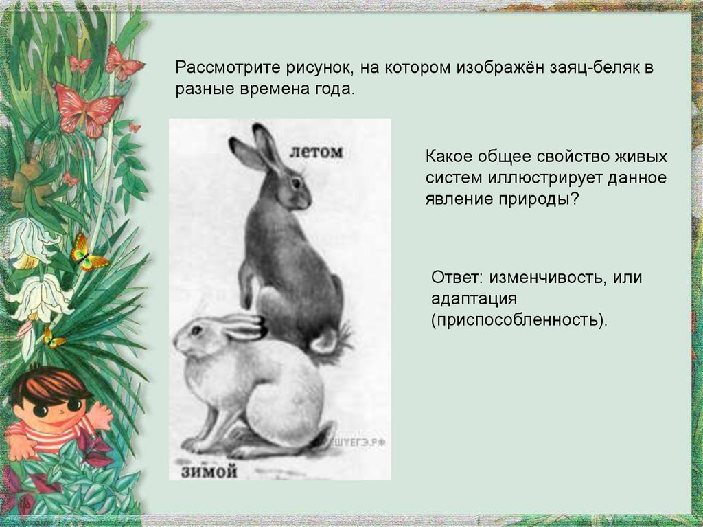 На рисунке изображены горностаевые кролики. Заяц в разные времена года. Признаки живого зайца беляка. Заяц Беляк в Разное время года. Заяц свойство живых систем иллюстрирует.